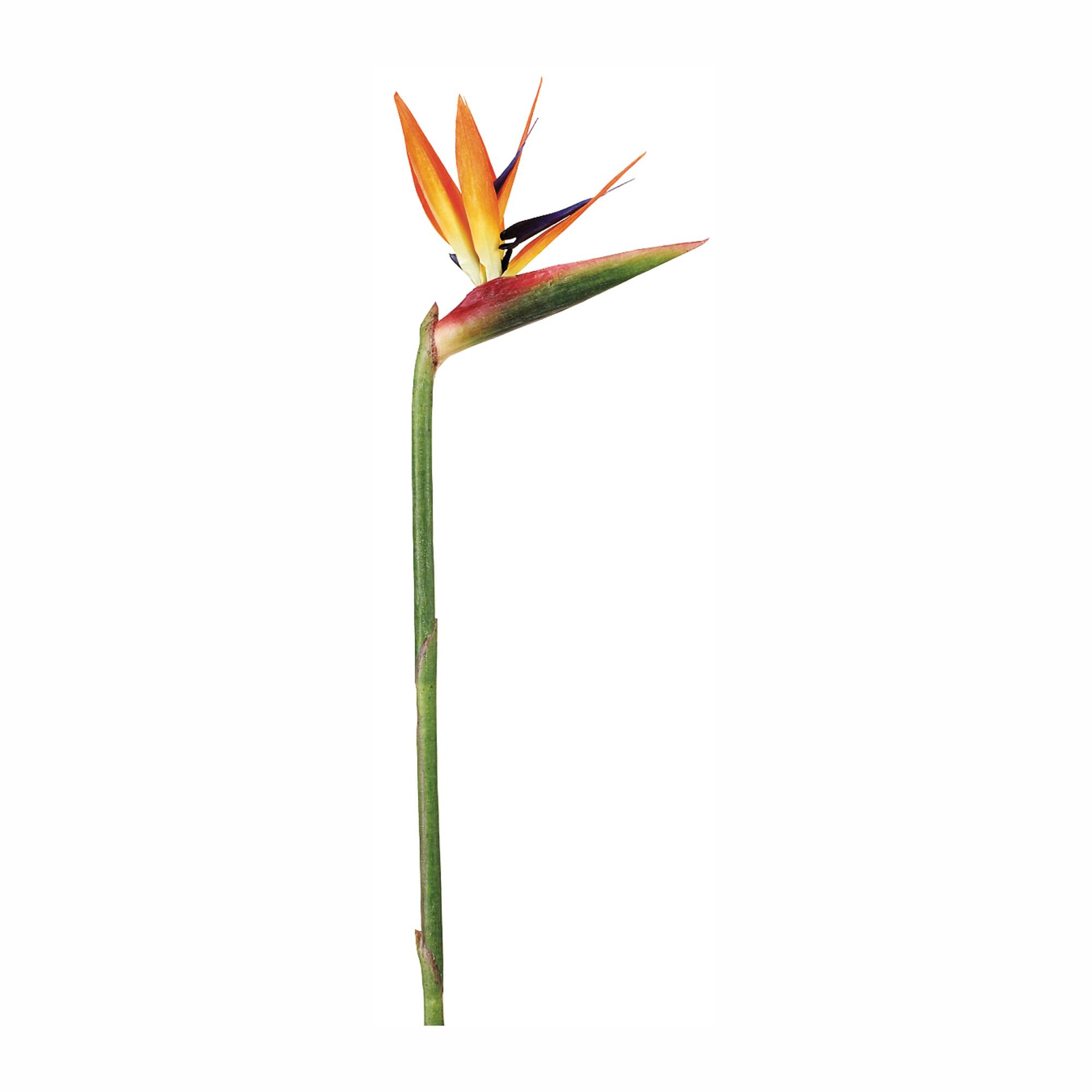 Orange Bird of Paradise Spray
